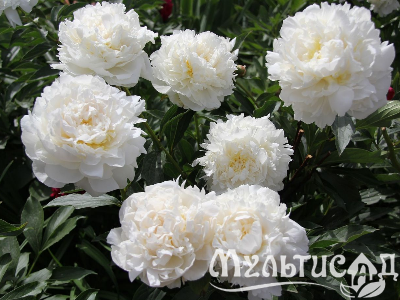 Креатив без названия (33)
