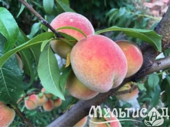 Дизайн без названия (32)