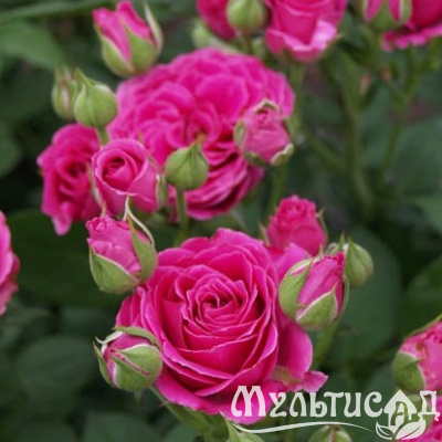 ee7453c2fcad971ffbf76c6fe1616dd1