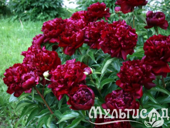 Креатив без названия (8)