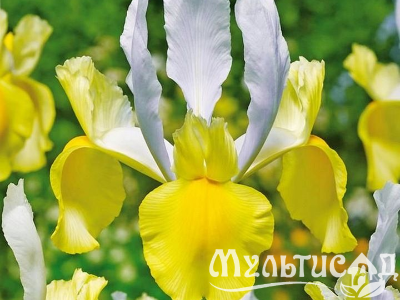 Креатив без названия (56)