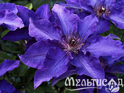 Креатив без названия (3)