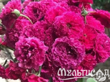 Креатив без названия (34)