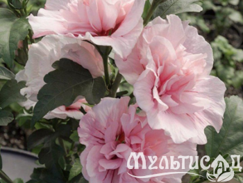 Туя - 2025-11-14T143235.449