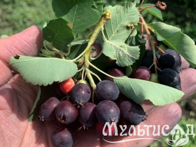 Дизайн без названия (12)
