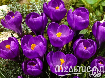 Креатив без названия (6)