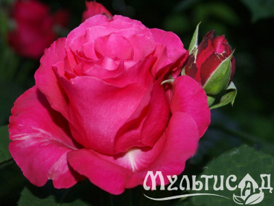 Креатив без названия (9)