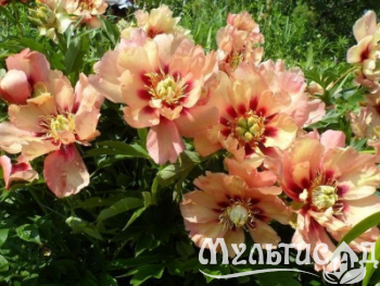 Креатив без названия (4)