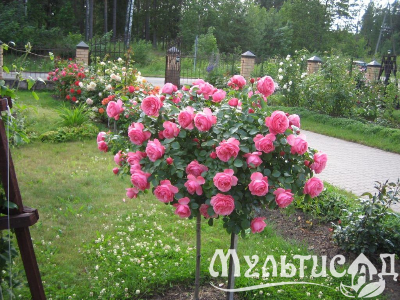 image_8165532_16197164