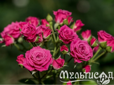 Дизайн без названия (24)