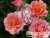 image_8165532_16143173
