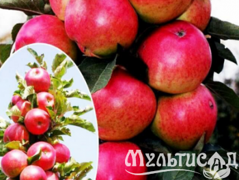 Дизайн без названия (10)