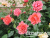 image_8165532_16143138