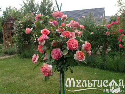 image_8165532_16141175