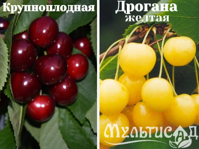 Ноябрьская (7)