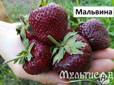image_7681564_15012202