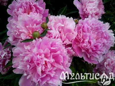 Дизайн без названия (9)