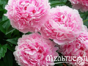 Дизайн без названия (30)