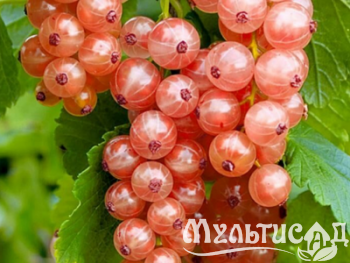 Дизайн без названия (28)