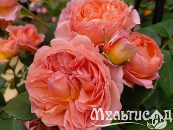 Креатив без названия (30)